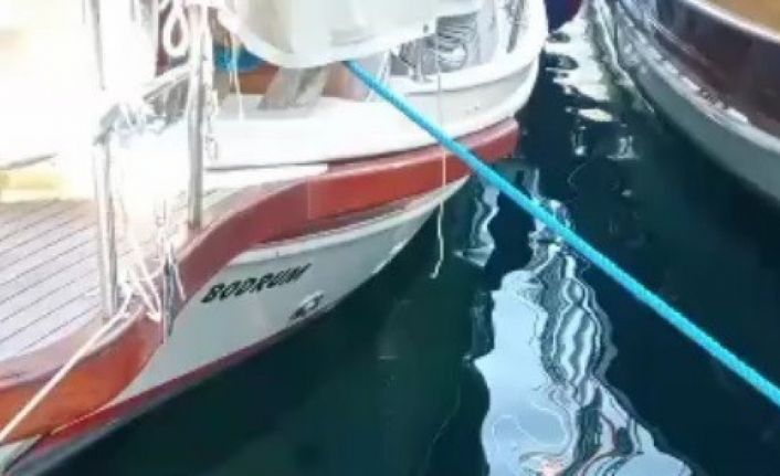 Bodrum’da Akdeniz Foku sürprizi