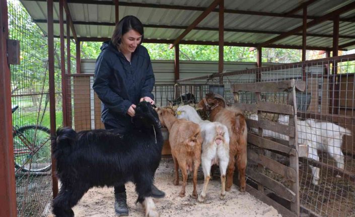 Büyükşehir ‘Keçi projesi’ yaşamını değiştirdi