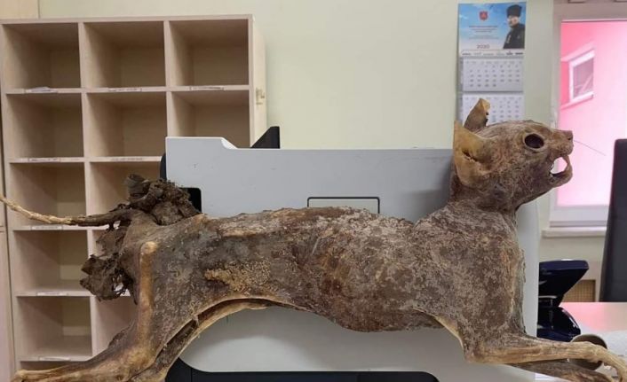 Cami tadilatında 80 yıllık hayvan cesedi bulundu