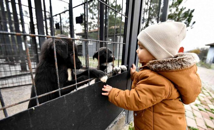 Can dostlara hem şifa, hem sıcak yuva