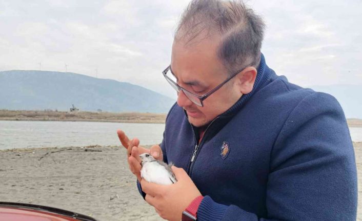 Çatal kuyruklu martı, boynuna takılan plastik cisimden kurtarıldı