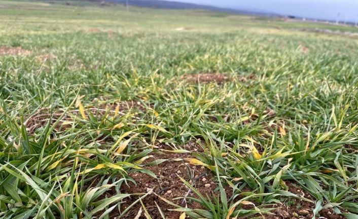 Çiftçileri mağdur eden arpa sararması sorunu için teknik inceleme başlatıldı
