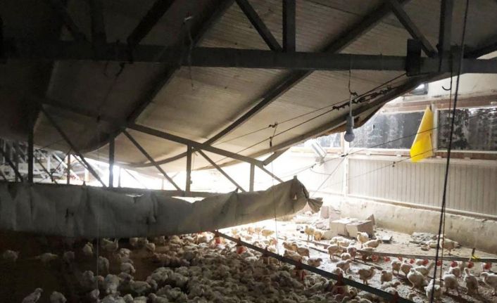 Çiftliğin çatısı çöktü, binlerce tavuk telef oldu