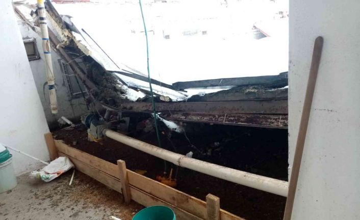 (Düzeltme) Kara dayanamayan çiftlik çatısı çöktü: 18 bine yakın tavuk telef oldu