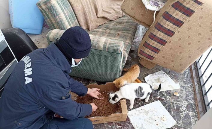 Elazığ’da jandarma ekiplerinden yürekleri ısıtan hareket: Sokak hayvanlarını elleri ile beslediler