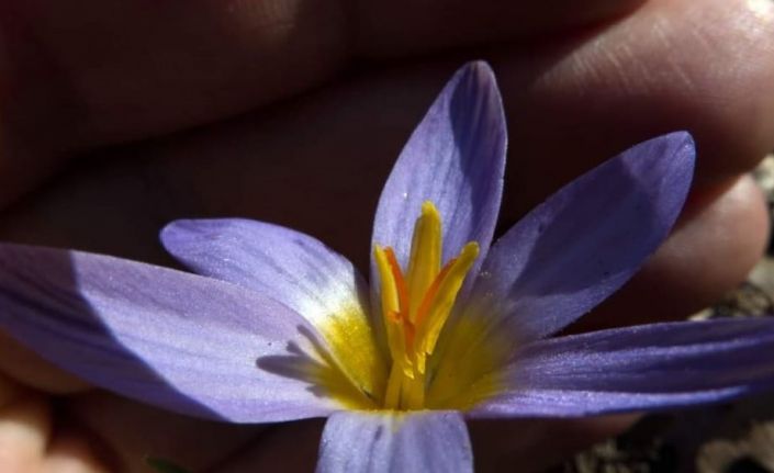 En son 28 yıl önce görünen bitkiler Kayseri’de yeniden gözlemlendi