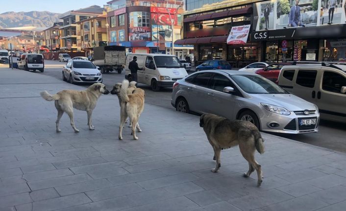 Erzincan’da vatandaşlar tehlike saçan sokak köpeklerine yönelik tedbir alınmasını istiyor