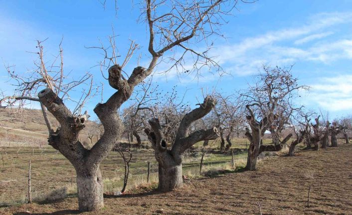 Fiyatı altınla yarışıyor, ürün veren ağaçlar koruma altına alınıyor