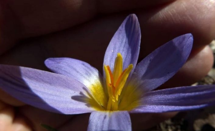 Gökkız ve Kuyruklu Çiğdem 30 yıl sonra ilk defa görüntülendi