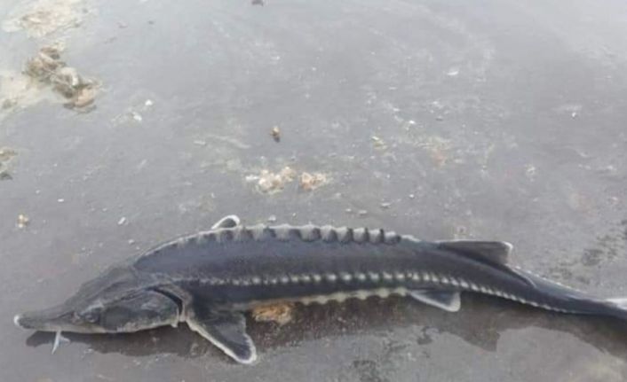 Havyarı 2 milyon liraya kadar çıkan balık Keban’da bir kez daha görüldü