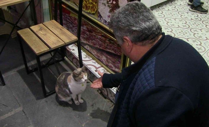 İki ayağının üzerine kalkarak ön patilerini birleştirip esnaftan böyle yiyecek istiyor