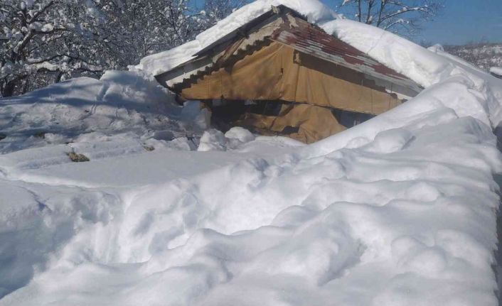 Kardan çatısı çöken ahırlardaki 20’in üzerinde koyun ve 9 kuzu telef oldu