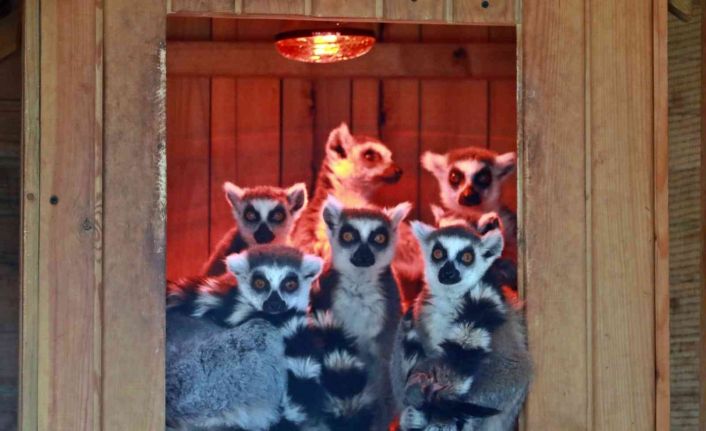 Karla tanışan Antalya Hayvanat Bahçesi’ndeki tropik hayvanlara sıcacık ev konforu