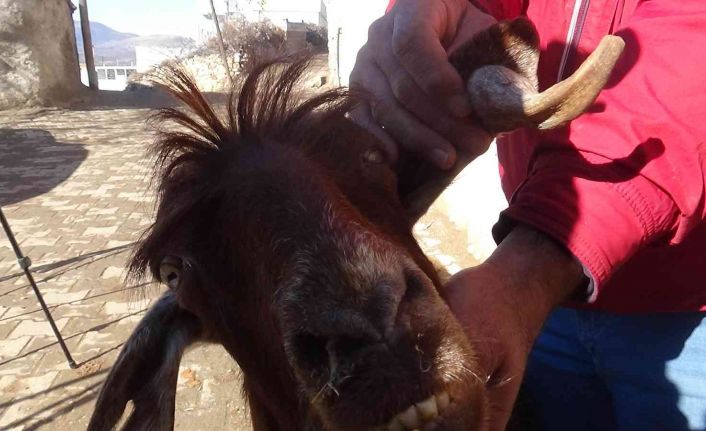 Kilis’te boynuz kulağı geçti