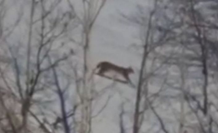 Kırmızı listede yer alan vaşak Tunceli’de görüntülendi