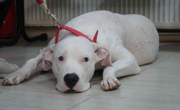 Kocaeli’de 400 yasaklı köpek kayıt altına altındı