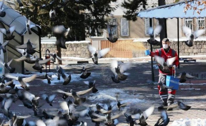 Kocasinan’dan kış mevsimi boyunca sokak ve yaban hayvanları için 13 ton yem