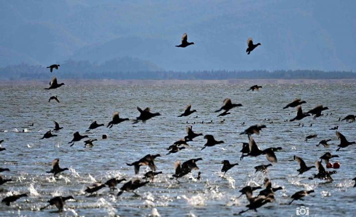 Köyceğiz Gölü’ne akın eden sakarmeke kuşları renkli görüntüler oluşturdu