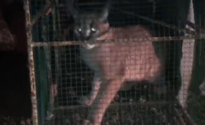 Kümese giren Karakulak, doğa koruma ekiplerini harekete geçirdi