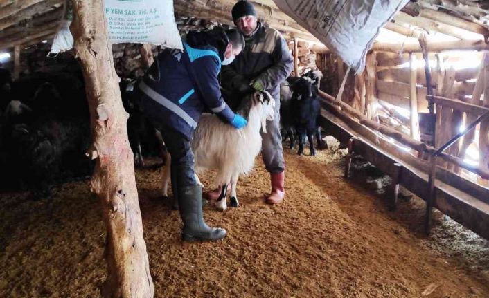 Kütahya’da anaç koyun keçi tespit çalışmaları