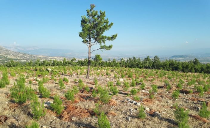 Mersin Orman Bölge Müdürlüğü, 42 bin hektar gençleştirme ve bakım yaptı