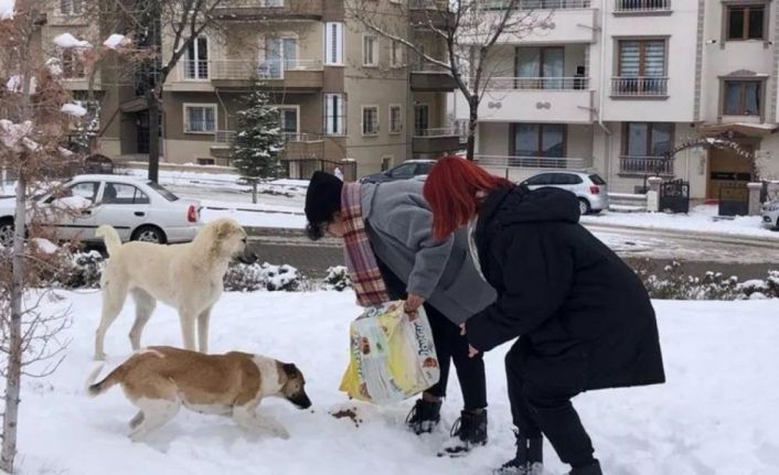 NEVÜ öğrencileri yeni doğum yapan köpeğe ve yavrularına sahip çıktı