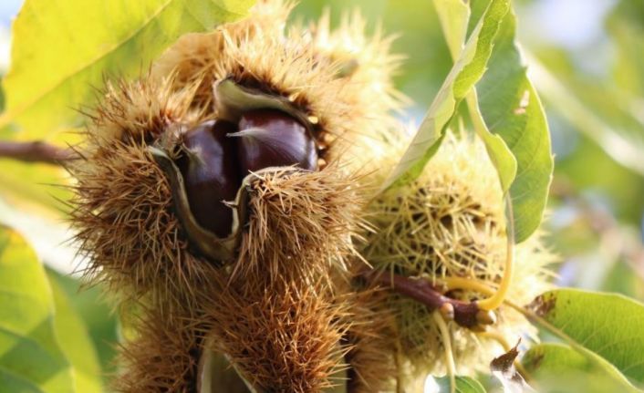 Orman köylüleri kestane ve defne üretiminden 18,9 milyon TL kazandı