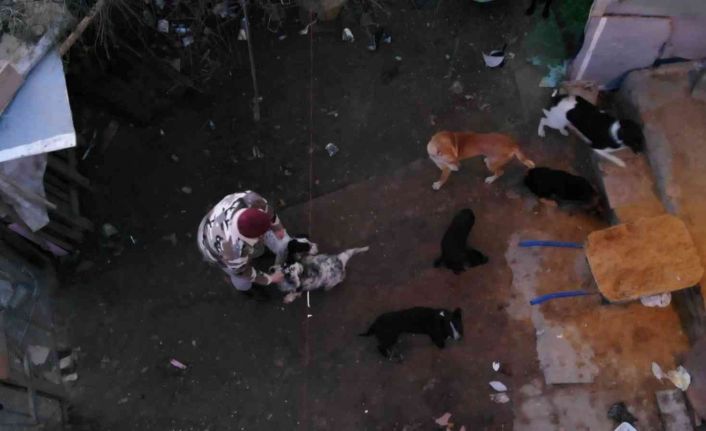 Ormana terkedilen hayvanlar havaların soğuması ile birlikte zor günler geçiriyor