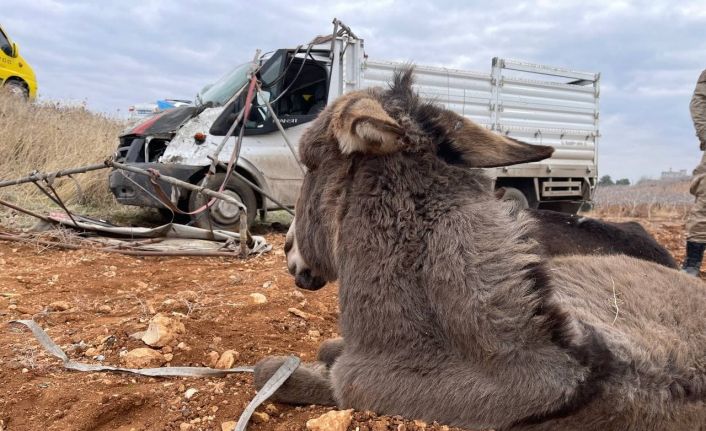 Şarampole devrilen kamyonetteki 2 kişi ile 2 eşek yaralandı, 1 eşek telef oldu
