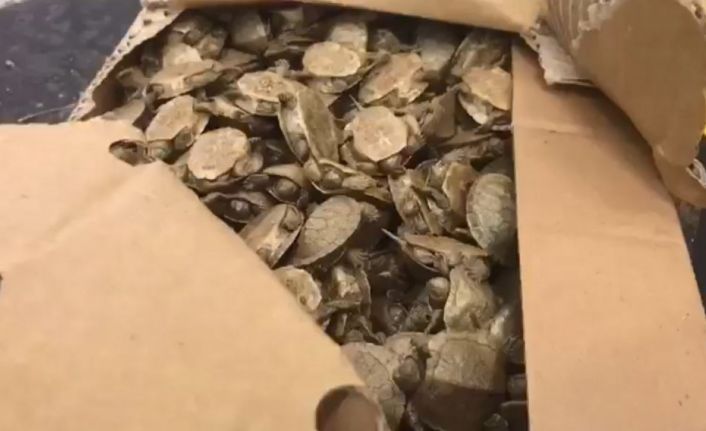 Sarp Sınır Kapısında bir araçta 5 bin su kaplumbağası ele geçirildi