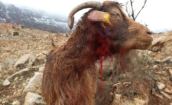 Siirt’te kurt sürüsü ahıra saldırdı: 3 keçi telef olurken, 5 keçi yaralandı