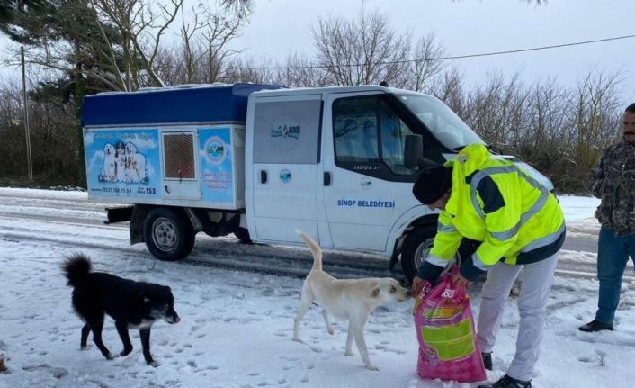 Sinop’ta sokak hayvanlarına mama