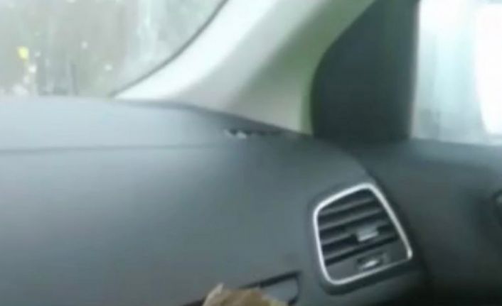 Soğukta donmak üzere olan kuşa polisten şefkat eli