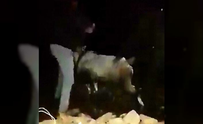 Tel örgülere takılan dağ keçisini köylüler ve jandarma kurtardı