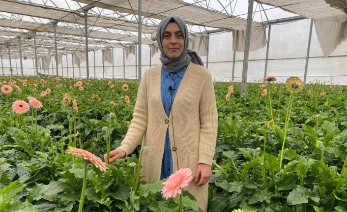 Topraksız serada ürettiği gerbera çiçeğini yurt dışına iki katı fiyata satıyor