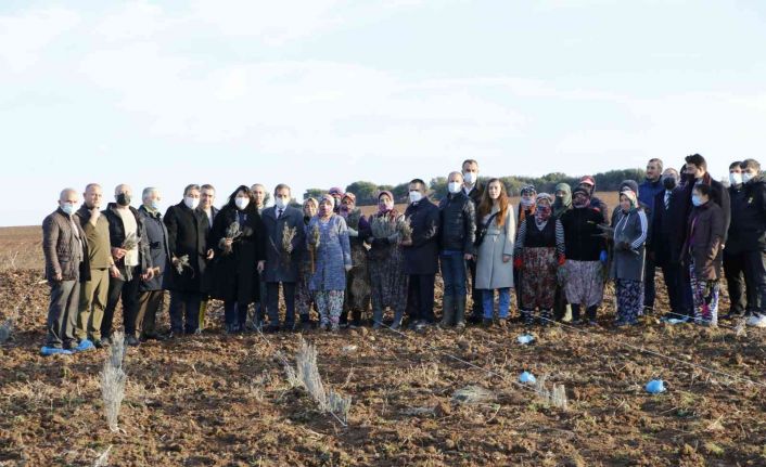 Troya Ören Yeri’ne gelen yerli ve yabancı turistleri lavanta tarlaları karşılayacak