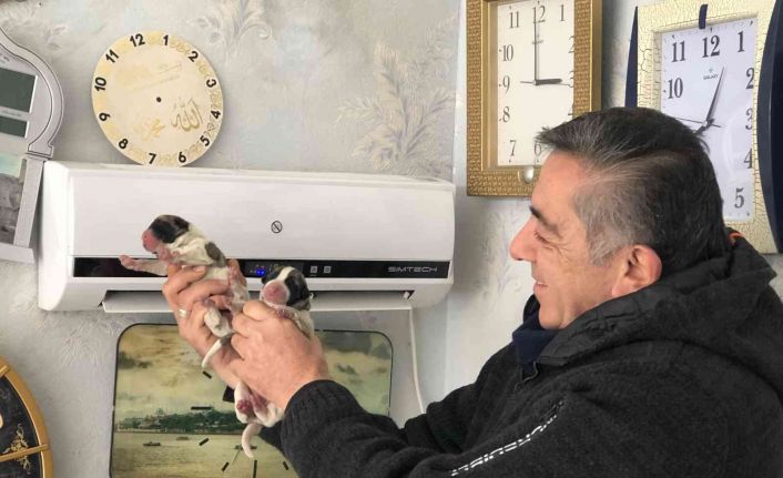Üşümesin diye klimada ısıtıp, torunları gibi seviyorlar