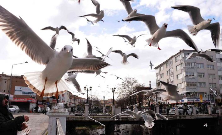 Yalova’da martıların simit kapma yarışı renkli görüntüler oluşturdu