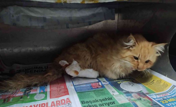 Yaralı kediye belediye ekipleri sahip çıktı