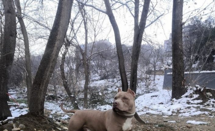 Yasaklı ırk köpek besleyen 1 kişiye 14 bin 982 TL idari para cezası