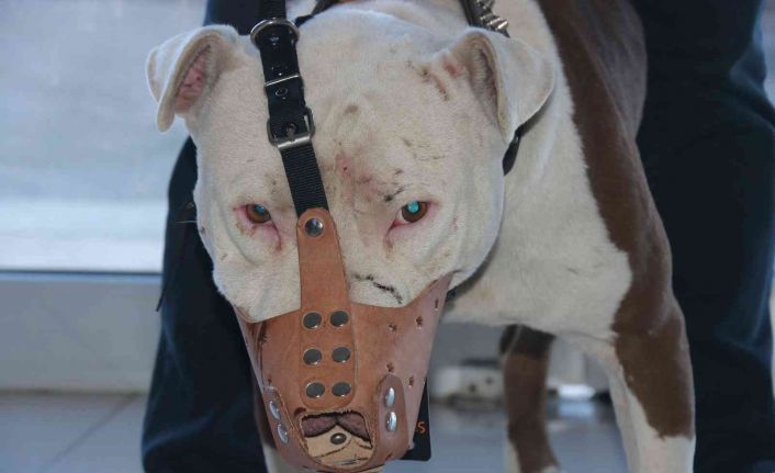 ‘Yasaklı ırk’ köpek sahipleri silah alamıyor, saldırgan köpek yetiştiriyor