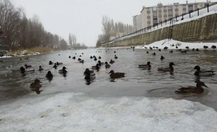 Yeşilbaşlı gövel ördekler, Çoruh’un yüzeyinde yüzerek adeta görenleri mest ediyor