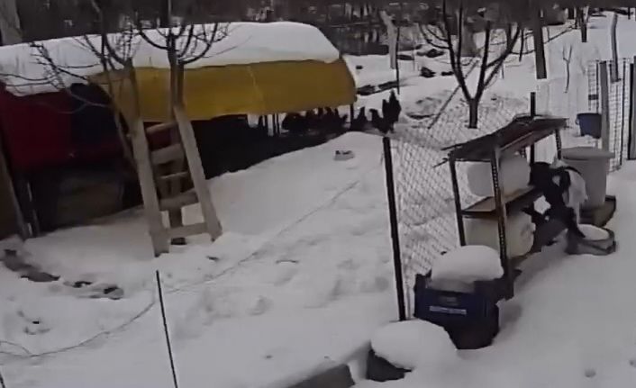Aç kalan sokak köpekleri tavuklara saldırdı, o anlar güvenlik kamerasına yansıdı