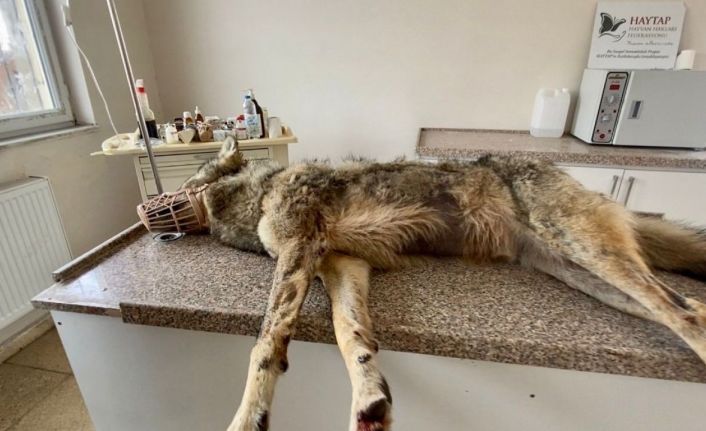 Ağrı’da kent merkezine inen kurt, belediye ekipleri tarafından yakalandı