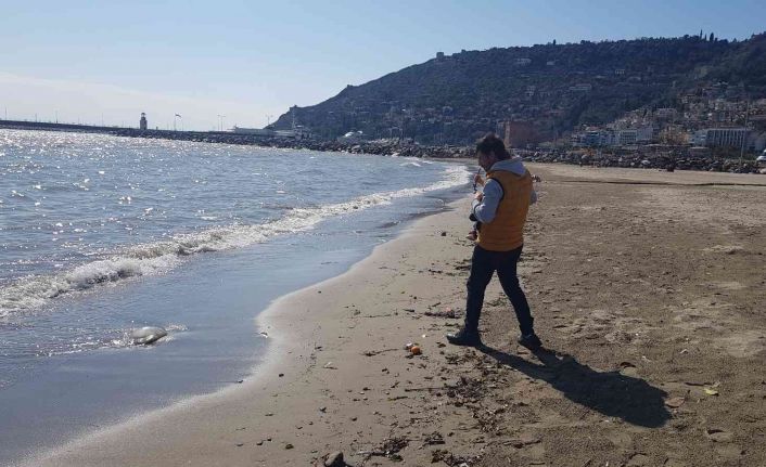 Alanya’da ağırlığı 2 ile 5 kilogram arasındaki deniz anaları sahile vurdu