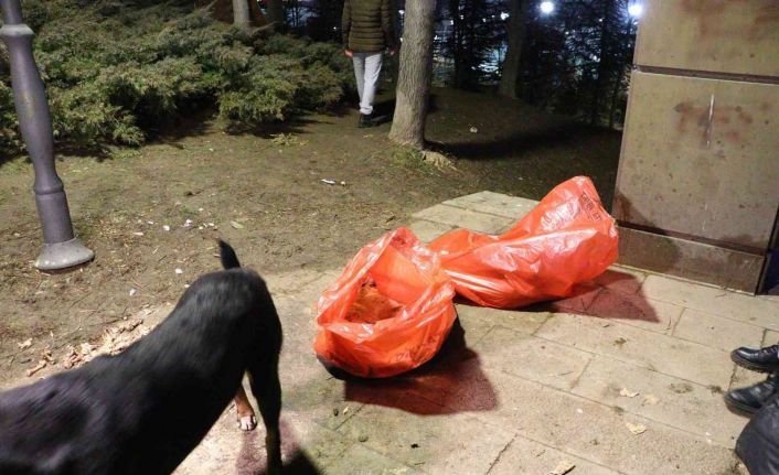 Ankara’da bir köpek zehirlenerek telef edildiği iddia edilen 8 yavru köpeğin başından dakikalarca ayrılmadı