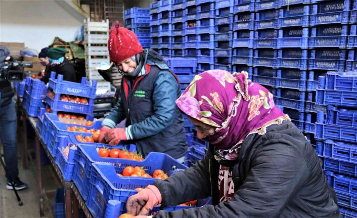 Antalya hallerinde işlem gören meyve Ocak ayında son 4 yılın ortalamasında