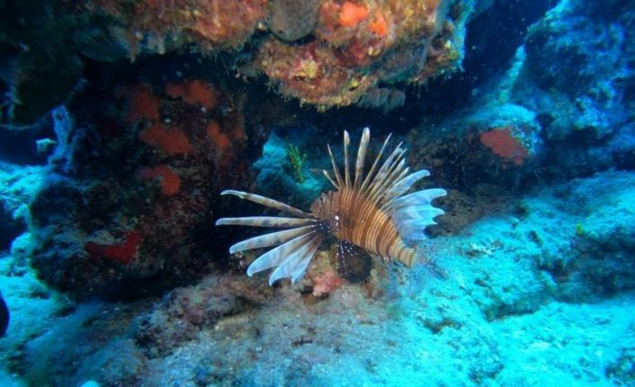 Antalya’da deniz suyu soğudu, istilacı balık türleri kıyıyı terk ederek derine çekildi