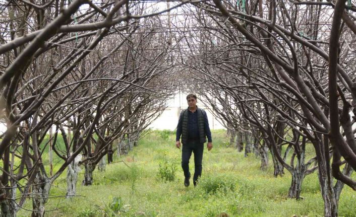 Antalya’da soğuk tufanda eriği vurdu, 5 bin TL’ye sipariş var hasat yapamıyor