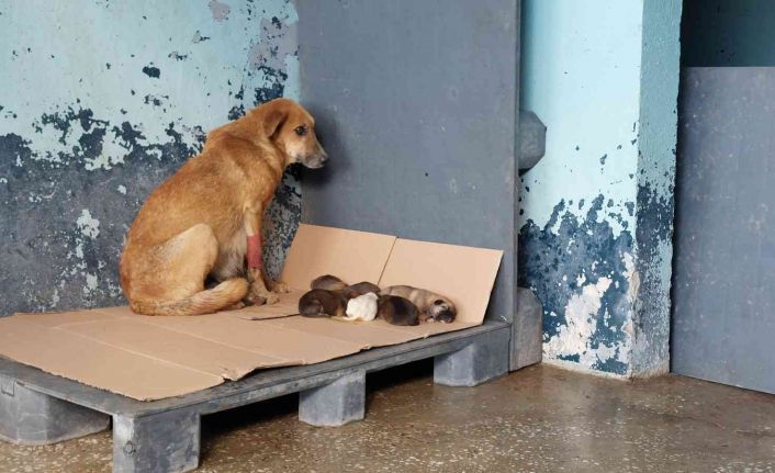 Avcılar’da zehirlenen hamile köpek 5 yavru dünyaya getirdi